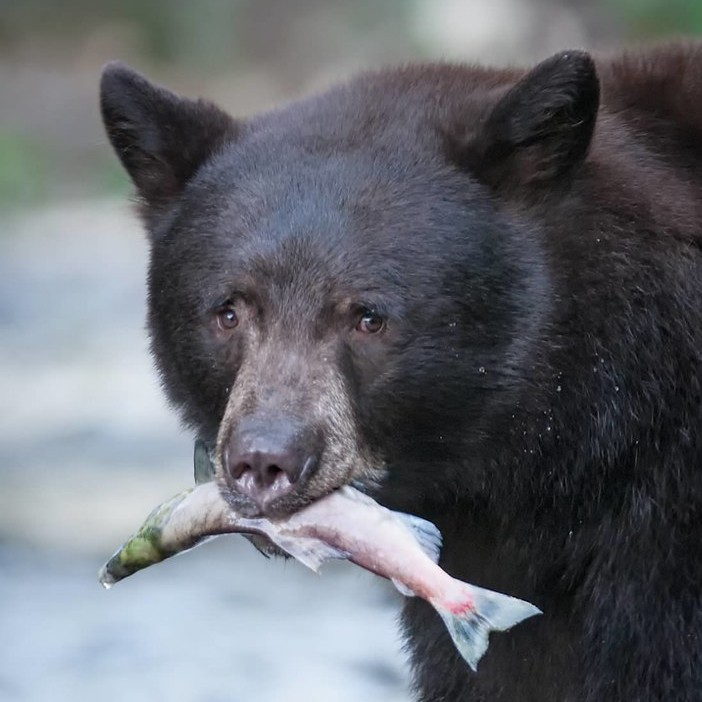 bear